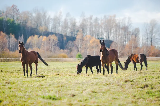 Konie i psy pod opieką fundacji